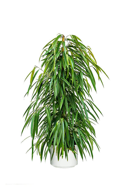 Ficus Amstel Queen - Ficus Plant