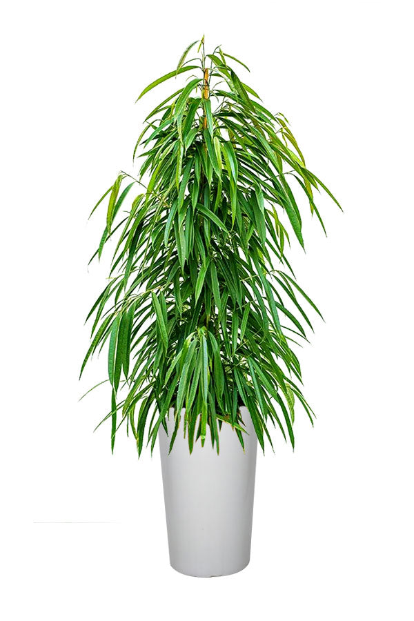 Ficus Amstel Queen – Ficus Plant-Office Hohe Pflanze