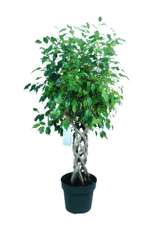 Ficus Benjamina Cylinder - Weeping Fig - Plantsworld.ae