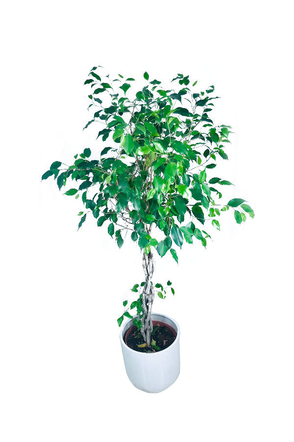 Deals Of The Day - Ficus Benjamina Twisted - Weeping Fig