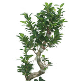 Ficus Bonsai XXL - Bonsai Trees - Plantsworld.ae - {{ varient.name }}