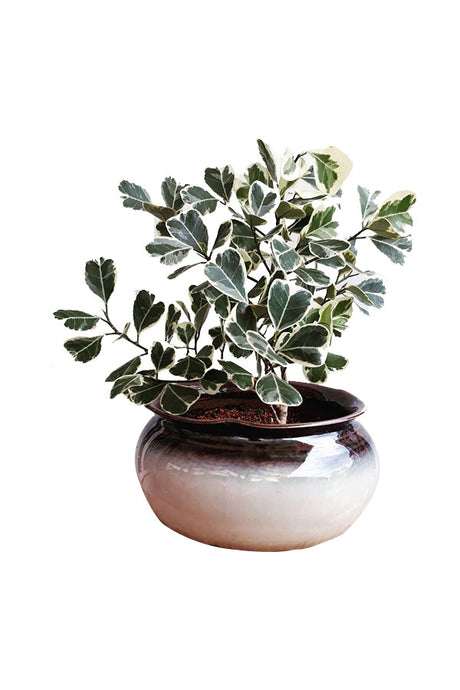 Ficus Triangularis variegata