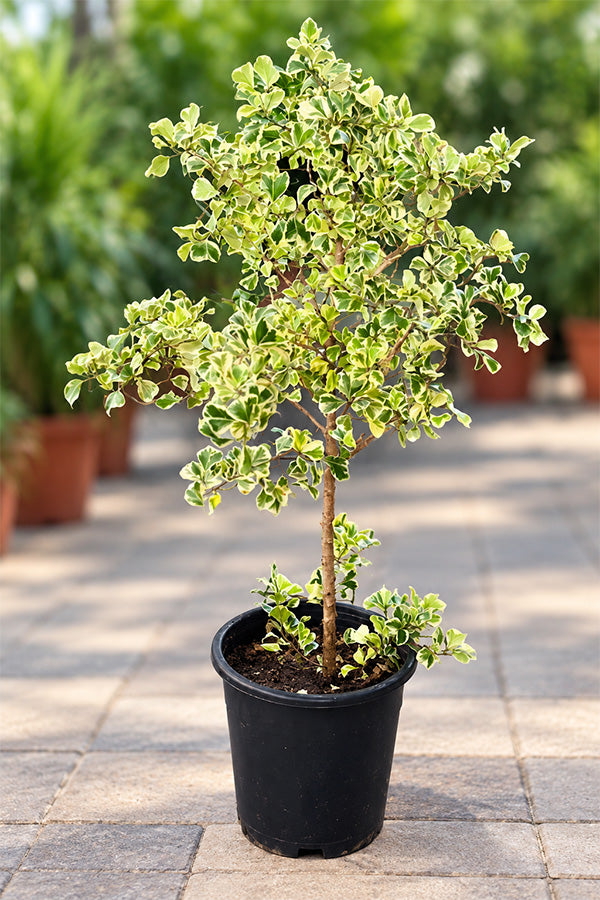 Ficus Triangularis Variegata_Air Purifying Indoor plant