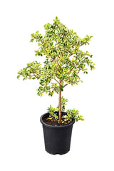 Ficus Triangularis Variegata_Air Purifying Indoor plant