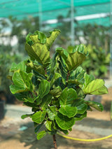 Fiddle Leaf Branched - Deal