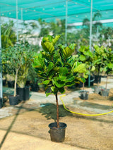 Fiddle Leaf Branched - Deal