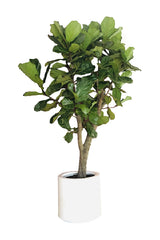 Geigenblattfeige verzweigt - Ficus Lyrata
