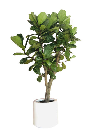 Ficus Panda (5 Nos) Arranged in a Rectangular Pot - Modern Indoor Decor
