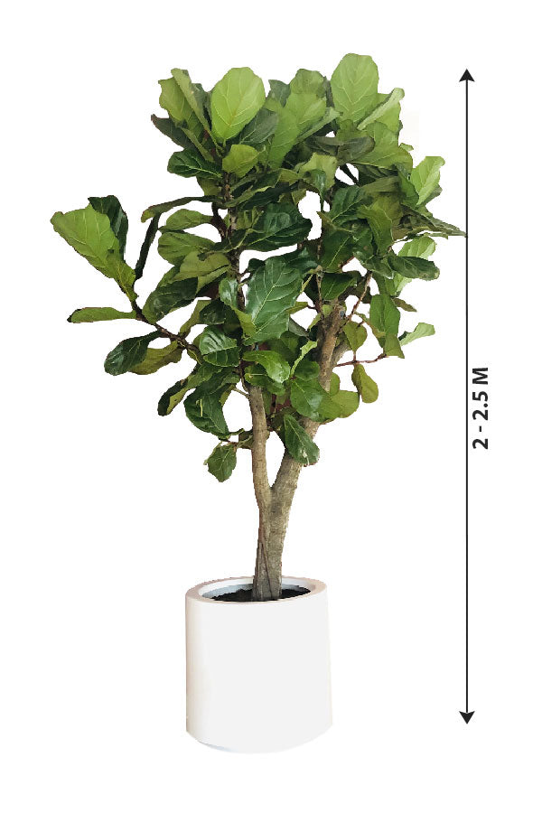 Geigenblattfeige verzweigt - Ficus Lyrata