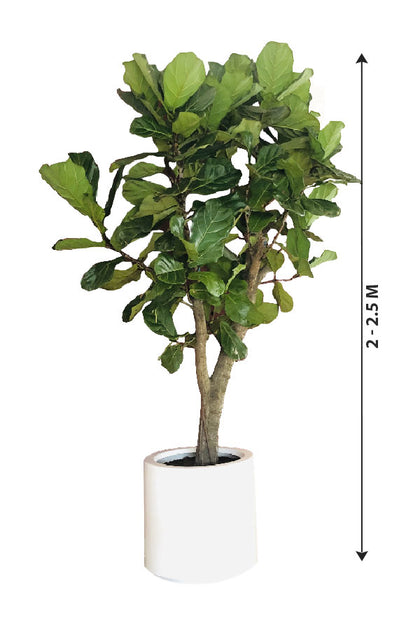 Fiddle Leaf Fig Branched - Ficus Lyrata