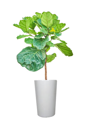 Fiddle Leaf Fig Single Stem - Stylish Office Plant with Glossy Leaves