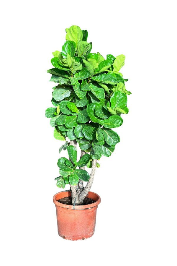 Deals Of The Day - Fiddle Leaf Branched