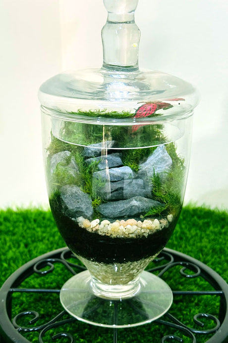 Fittonia Terrarium - Green Beauty