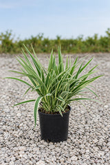 Flax Lily - Dianella Tasmanica