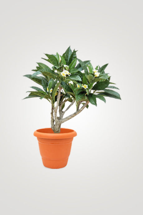 Charming Flowering Plants – Beautiful Blooms for Your Home & Garden