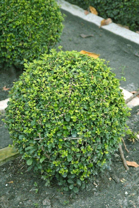 Fukien Tea Tree - Carmona Retusa - Indoor Tree Plant