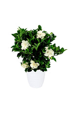 Gardenia – Kapjasmin-Blumenpflanze für den Außenbereich