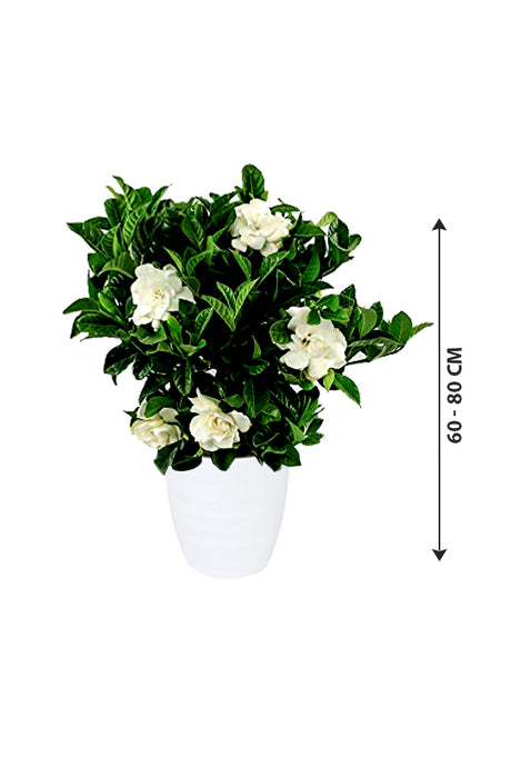 Gardenia – Kapjasmin-Blumenpflanze für den Außenbereich