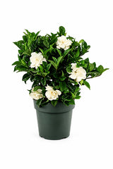 Gardenia  - Cape Jasmine-Outdoor flowering plant