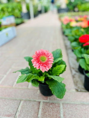 Gerbera Daisy - Transvaal daisy -Indoor Annual Flowering Plant