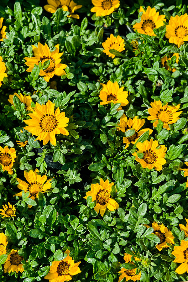 Gazania - Gazania Rigens