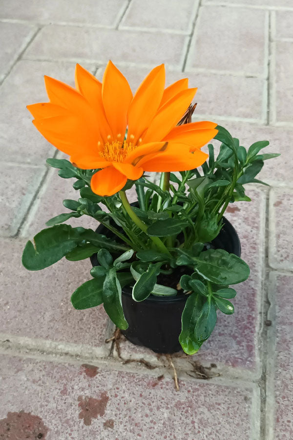 Gazania - Gazania Rigens
