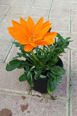 Gazania - Gazania Rigens