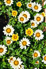 Close-up of cream and yellow Gazania flowers in full bloom
