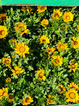 Gazania Rigens