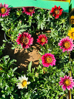 Gazania - Gazania Rigens - Plantsworld.ae