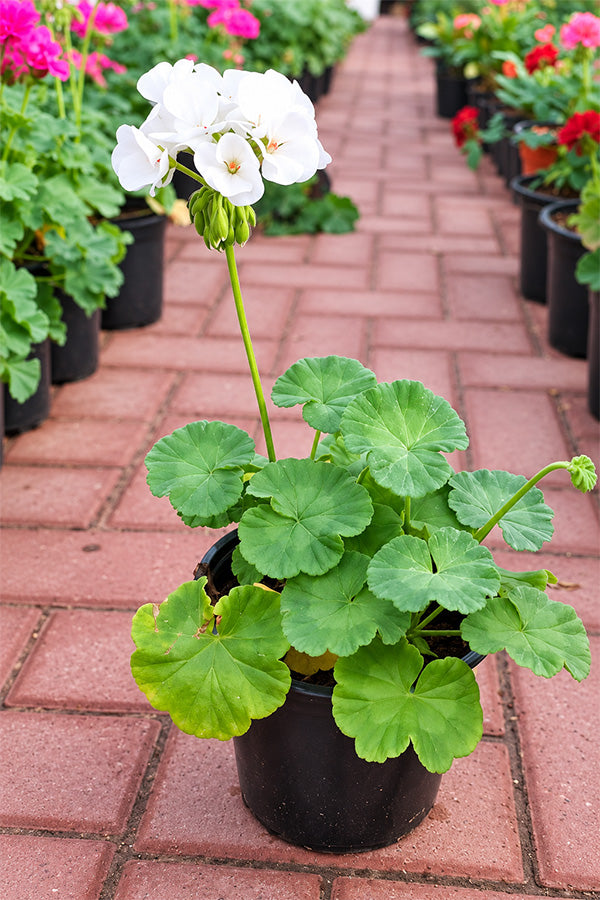 Geranium - Pelargonium - Outdoor Flowering Plant