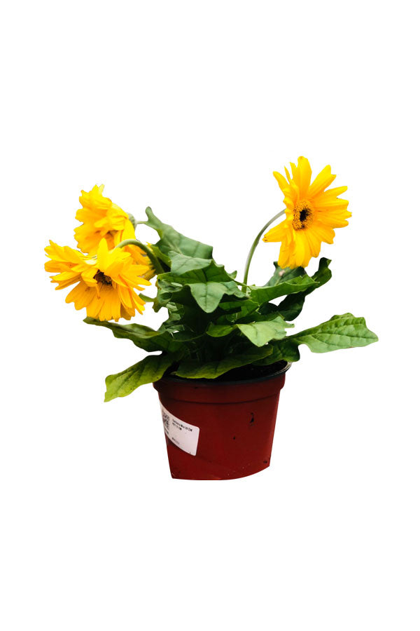 Yellow deals gerbera daisy