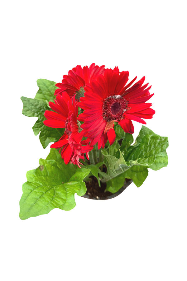 Gerbera daisy outlet plant