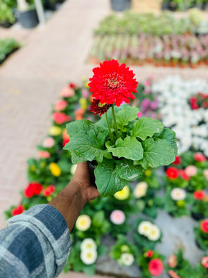 Gerbera Daisy - Transvaal daisy -Indoor Annual Flowering Plant