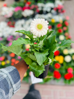 Gerbera Daisy - Transvaal daisy -Indoor Annual Flowering Plant