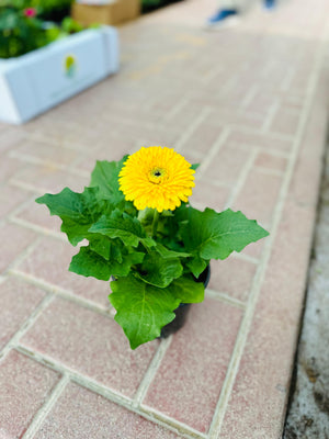 Gerbera Daisy - Transvaal daisy -Indoor Annual Flowering Plant