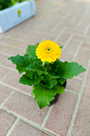 Yellow Gerbera Transvaal daisy with bright bloom in nursery pot, flowering plant Dubai