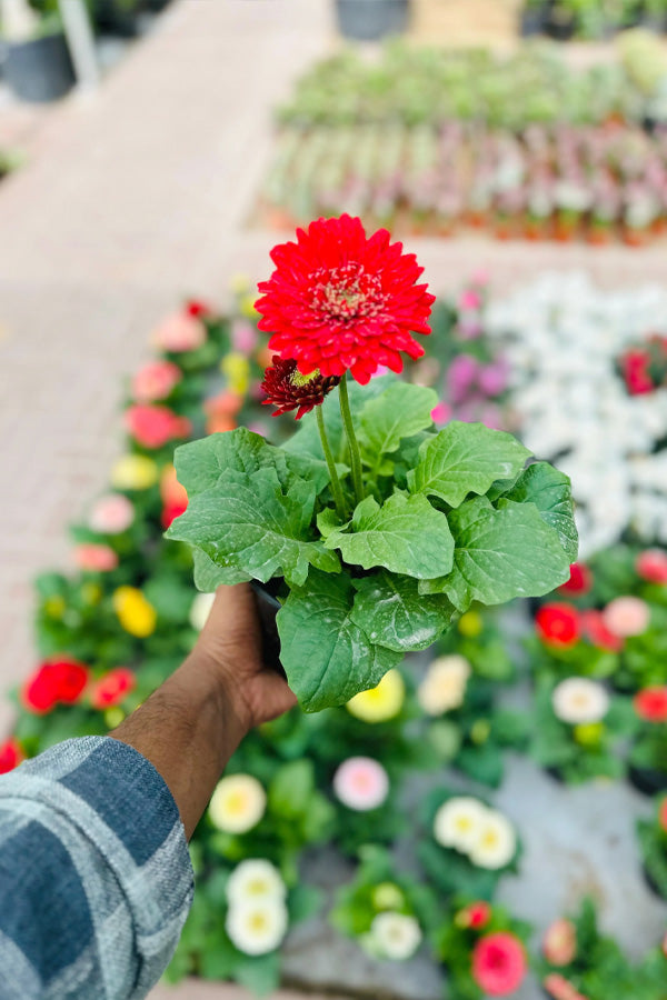 Gerbera Daisy - Transvaal daisy