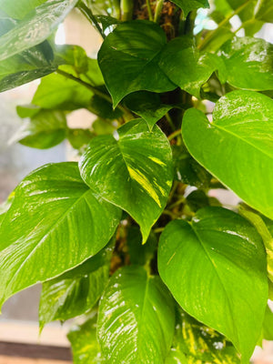 Giant Pothos - Epipremnum Aureum - Plantsworld.ae