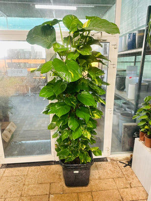 Giant Pothos - Epipremnum Aureum - Plantsworld.ae
