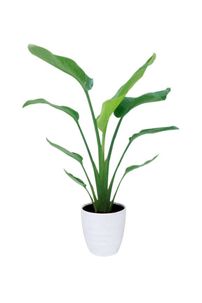 White Bird of Paradise - Strelitzia Nicolai - Plantsworld.ae
