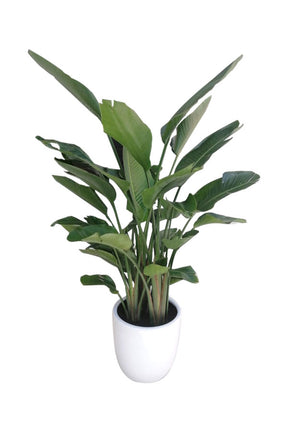 Gerbera Daisy (Transvaal Daisy) - Bright Indoor Flowering Plant with Colorful Blooms for Your Home at PlantsWorld.ae