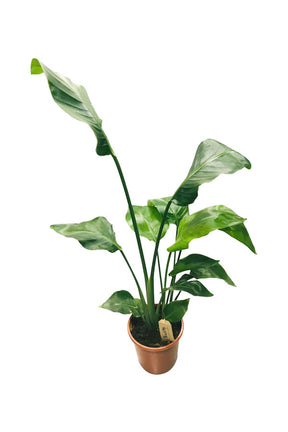 White Bird of Paradise - Strelitzia Nicolai - Plantsworld.ae