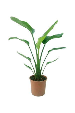 White Bird of Paradise - Strelitzia Nicolai - Plantsworld.ae