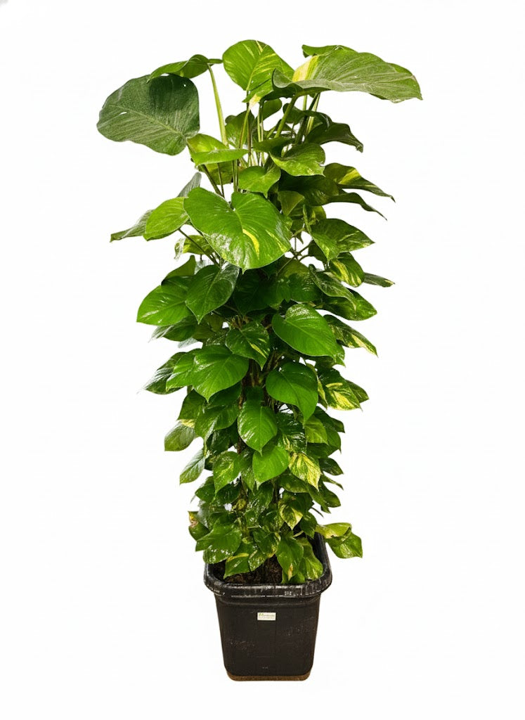 Giant Money Plant - Epipremnum Aureum
