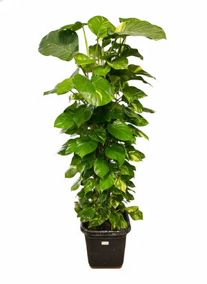 Giant golden pothos for home décor