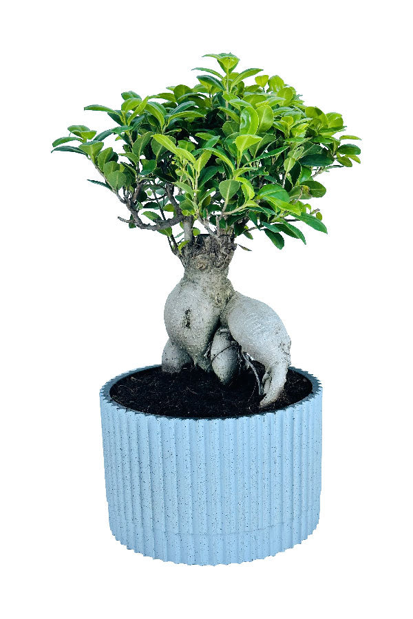 Angebote von The Day-Ginseng Bonsai – Bonsai-Pflanzen – Zimmerpflanze – im Design-Fasertopf