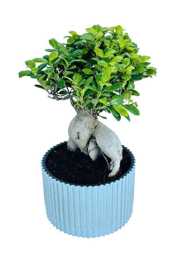 Angebote von The Day-Ginseng Bonsai – Bonsai-Pflanzen – Zimmerpflanze – im Design-Fasertopf