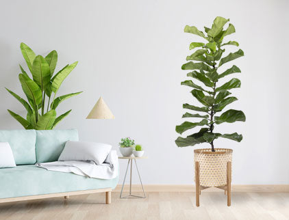 Indoor Tall Plants