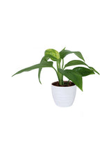 Golden Pothos-Money Plant-In Ceramic Pot